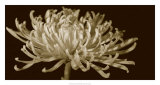 Mammoth Mums I Poster par Renee Stramel