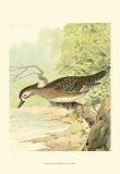 Woodduck Female Posters by Ridgway 