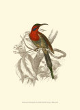 Jardine Hummingbird VI Prints by Sir William Jardine