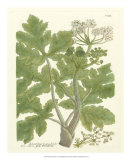 Weinmann Greenery I Print by Johann Wilhelm Weinmann