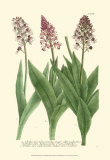 Lilac Blooms II Poster by Johann Wilhelm Weinmann