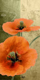 Orange Poppies I Prints by Patty Q.
