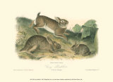 Grey Rabbit Art by John James Audubon