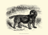 Sussex Spaniel Posters