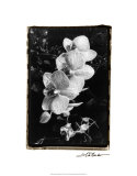 Striking Orchids II reproduction procédé giclée par Laura Denardo