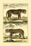 Panther and Leopard Posters par Denis Diderot