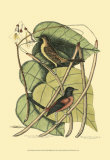 Baltimore Bird and Catalpah Póster por Mark Catesby