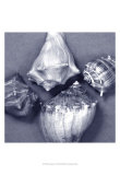 Shell Convergence V Prints by Renee Stramel