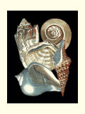 Seashell Anthology I Arte Seashell Anthology I Arte