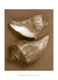 Sensual Shells I Art by Renee Stramel