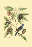 The Blew Grosbeak Posters by Mark Catesby