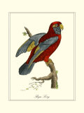 Raja Lory Prints by George Edwards