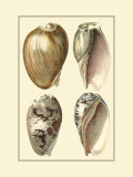 Classic Shells I Prints by Denis Diderot