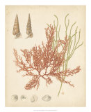 Coastal Relic III Kunst