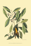 The Carolina Laurus Prints by Mark Catesby