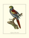 Nonpareil Parrakeet Poster by George Edwards