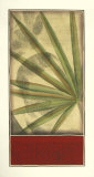 Regal Palm I Prints by Jennifer Goldberger