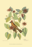 Le jaseur Affiches par Mark Catesby