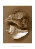 Sensual Shells II Posters by Renee Stramel