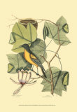 Oriole de Baltimore et tulipier Affiches par Mark Catesby