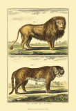 Lion and Tiger Prints by Denis Diderot