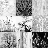 En forêt Affiches par Greg Anthon