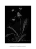 Dandelion Garden I Poster por Alicia Ludwig