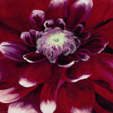 Red Dahlia Posters by Beth Winslow