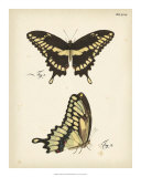 Butterfly Profile I Affiches