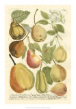 Plentiful Pears II Poster by Johann Wilhelm Weinmann
