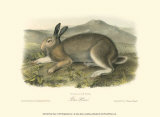 Polar Hare Posters by John James Audubon Polar Hare Posters by John James Audubon