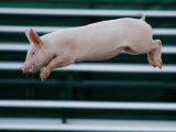 Beauty a 20-Week-Old Pig Flies Through the Air Fotografie-Druck von Mark Baker