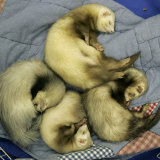A Pack of Ferrets Clockwise from Top, Chewbacca, Hobart, Dixie B, Wolfgang Amadeaus Motzart Lámina fotográfica por Carolyn Kaster A Pack of Ferrets Clockwise from Top, Chewbacca, Hobart, Dixie B, Wolfgang Amadeaus Motzart Lámina fotográfica por Carolyn Kaster