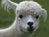 B.C., a 3-Year-Old Alpaca, at the Nu Leafe Alpaca Farm in West Berlin, Vermont Photographie par Toby Talbot
