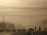 Afghan Herders Lead Their Livestodk Across a Road in Kabul, Afghanistan, Monday, Oct 9, 2006 Photographie par Rodrigo Abd