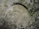 A Fossil of a Warm Equatorial Sea and Long-Extinct Animal is Seen in the Rocks Photographie par Toby Talbot