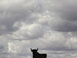 A Bull, Ciudad Real, Spain Fotografie-Druck