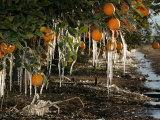 Drip Irrigation Creates Icicles and Forms an Insulation and Way of Protecting Oranges on the Trees Photographic Print by Gary Kazanjian