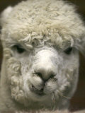 Zephyr Moon, a 2-Year-Old Alpaca, at the Vermont Farm Show in Barre, Vermont, January 23, 2007 Photographic Print by Toby Talbot