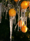 Drip Irrigation Creates Icicles and Forms an Insulation and Way of Protecting Oranges on the Trees Photographic Print by Gary Kazanjian