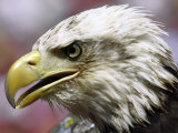 A Bald Eagle from the World Bird Sanctuary Looks on During the Playing of the National Anthem Photographic Print