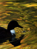 Fall Colors are Reflected in a Pond as a Duck Swims in Milan, Italy, Friday, November 3, 2006 Photographic Print by Luca Bruno