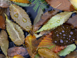 Autumn Leaves Float in a Pond at the Japanese Garden of Portland, Oregon, Tuesday, October 24, 2006 Photographic Print by Rick Bowmer