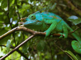 A Chameleon Sits on a Branch of a Tree in Madagascar's Mantadia National Park Sunday June 18, 2006 Photographic Print by Jerome Delay