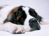 St. Bernard Dog, September 1976 Láminas St. Bernard Dog, September 1976 Láminas