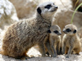 Jenny the Meerkat with Two of Her New Babies at London Zoo, June 2005 Photographie