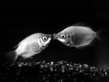 Kissing Gouramis: Romeo on the Right Made a Real Catch, Soon They Will be Swimming Around Together Photographic Print