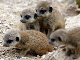 Jenny the Meerkat's Four New Babies Watch as She Stands at London Zoo Lámina fotográfica Jenny the Meerkat's Four New Babies Watch as She Stands at London Zoo Lámina fotográfica