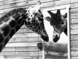 Maxi the Giraffe Gazing at Reflection in Mirror, 1980 Fotografie-Druck