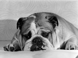 Bruce the Old English Bulldog Not Feeling His Best, November 1978 Photographic Print
